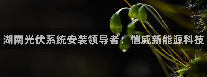 sunbet申搏app下载